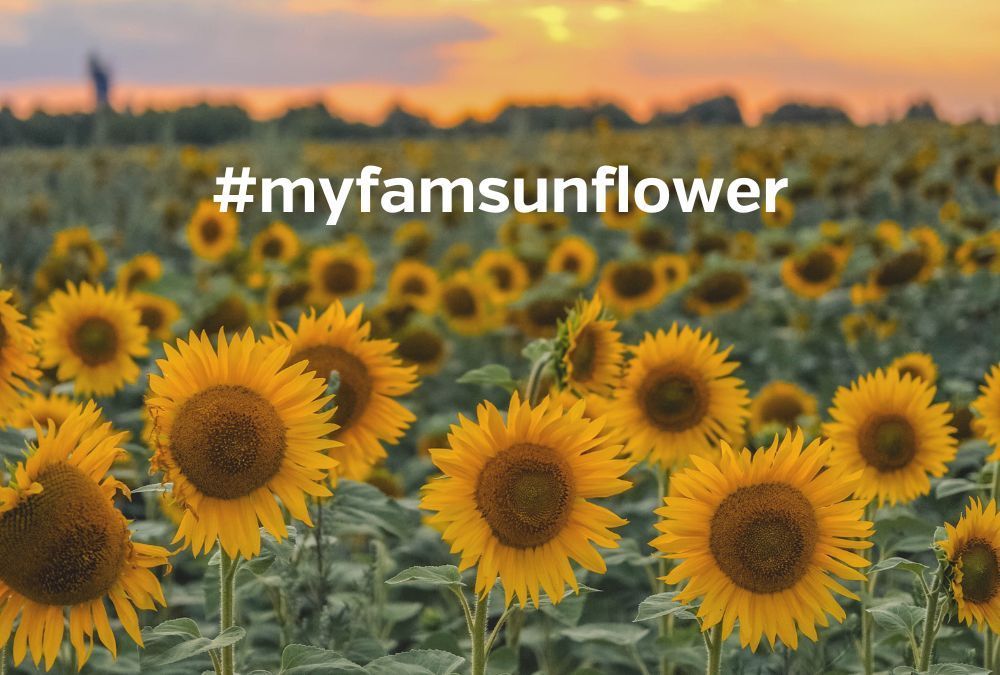 Enter our giant sunflower competition and win~!