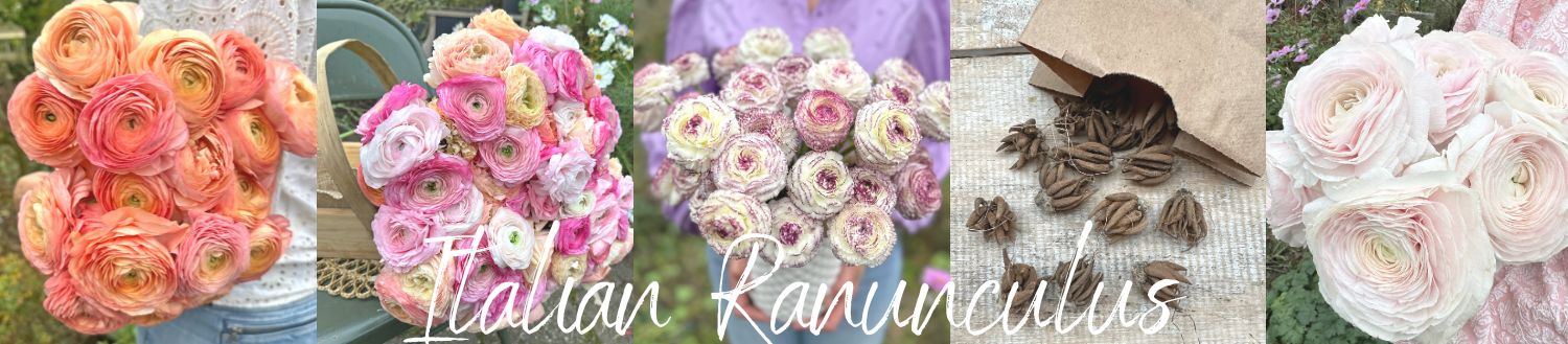 Italian Ranunculus