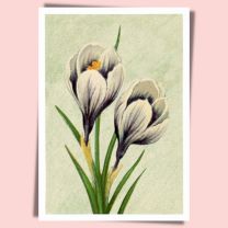 Crocus Bont