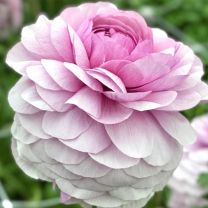 Ranunculus Elegance Milka