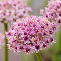 Allium Red Eye