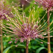 Allium Schubertii