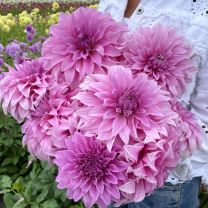 Dahlia Vassio Meggos