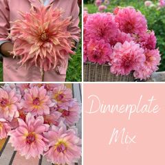 Dinnerplate Mix *